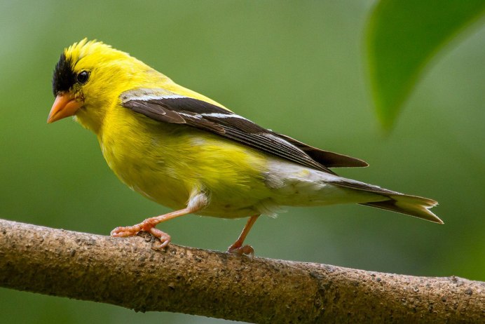American Goldfinch птица