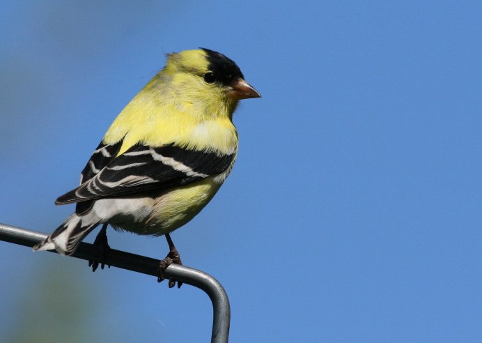 Goldfinch logo