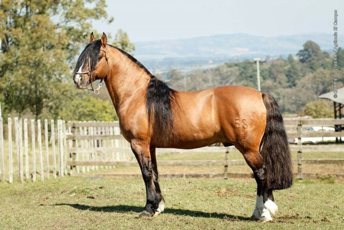 Порода лошади Криолло