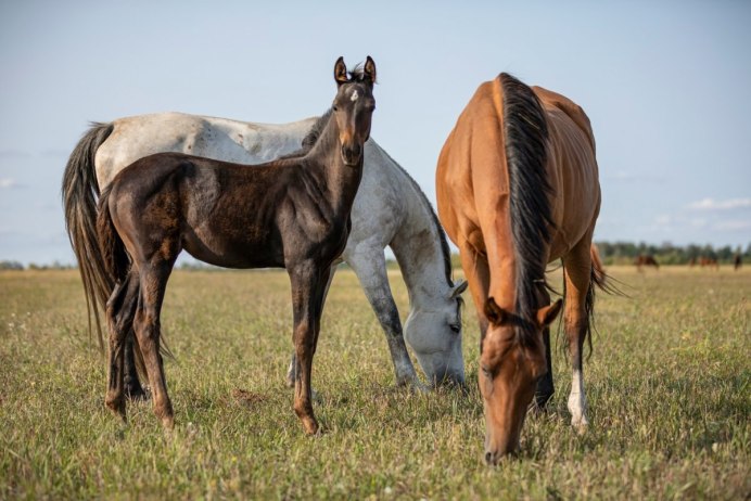 Абиссинская порода лошадей
