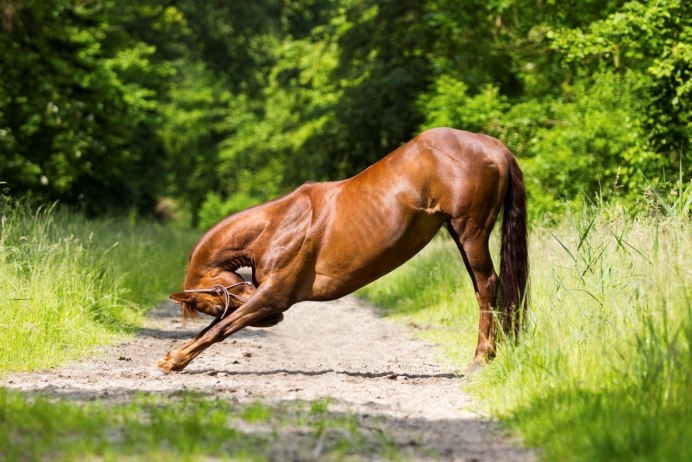 Loshad Абиссинская