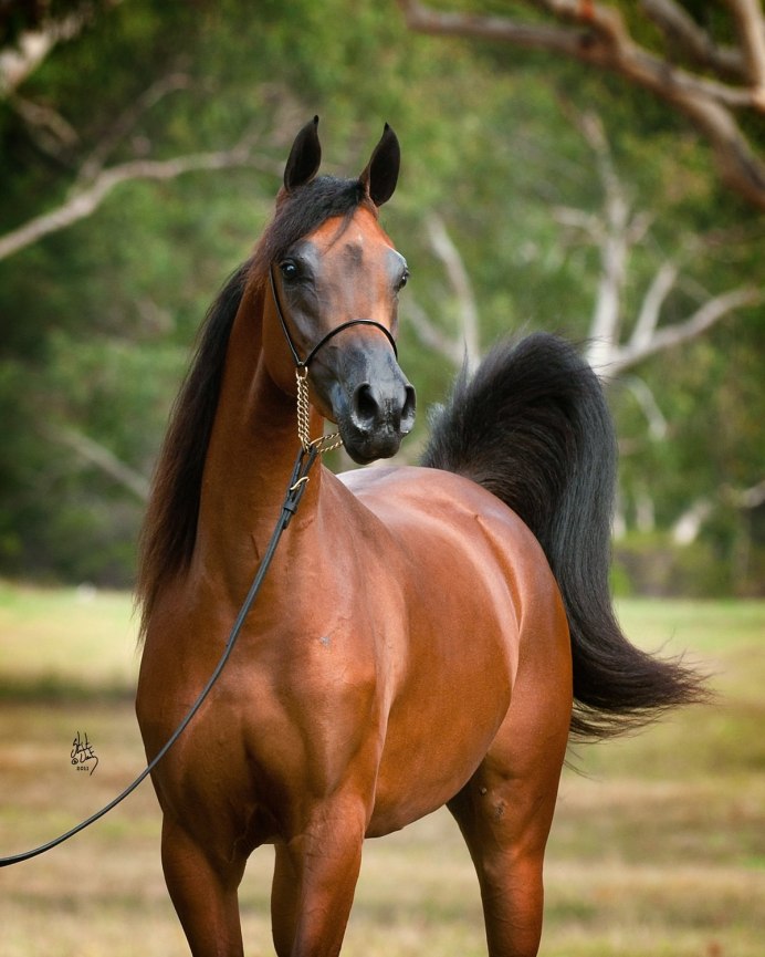 Абиссинский скакун