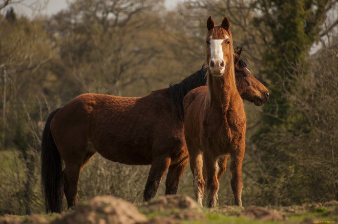 Конный завод дончаков