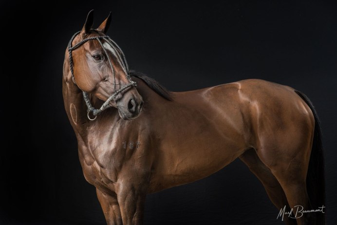 Планета лошадей