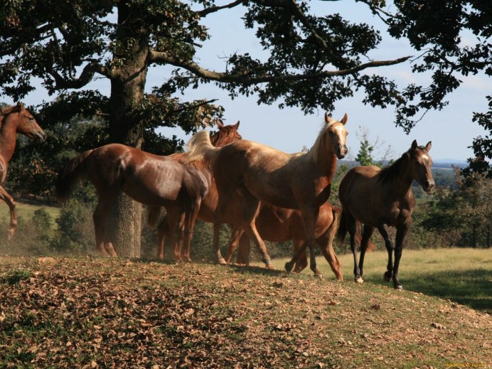 Абиссинская порода лошадей