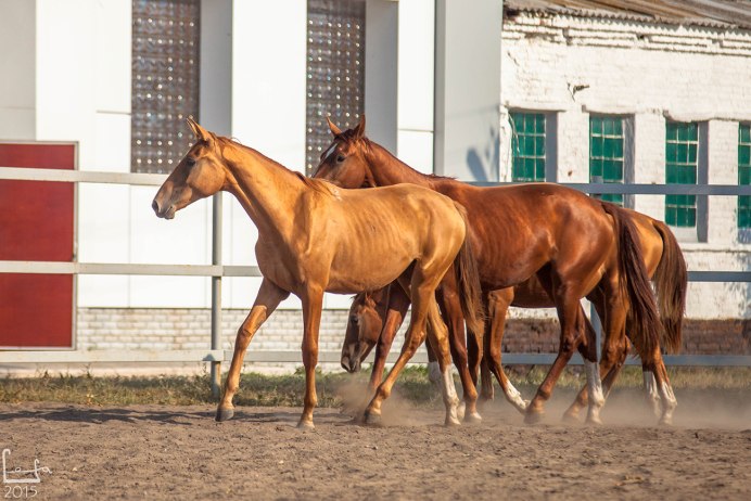 Абиссинский жеребец