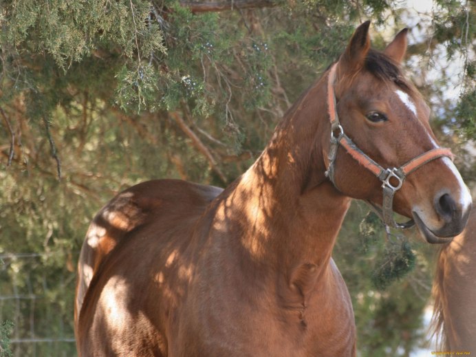 Абиссинский скакун