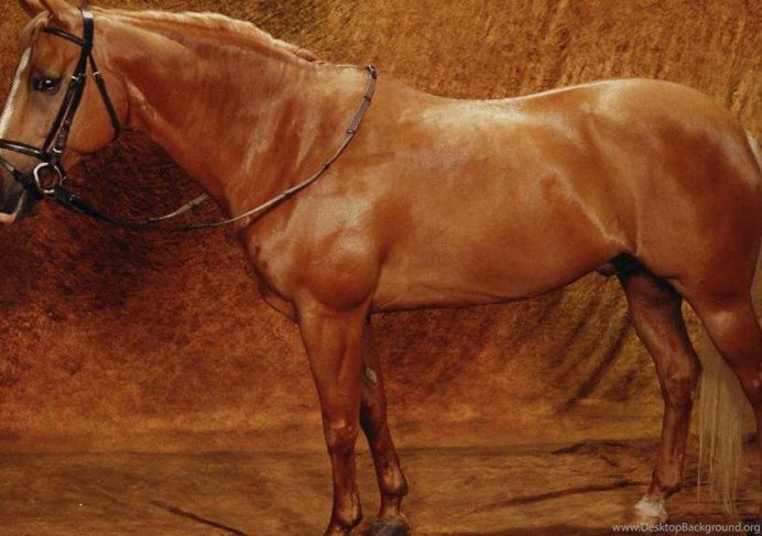 Уэльский пони Пегий