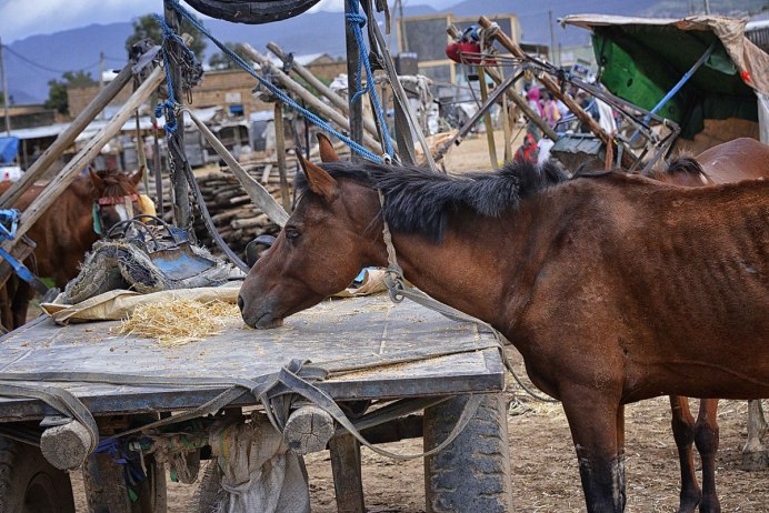 Ахалтекинская чубарая лошадь