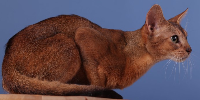 Конь в поле