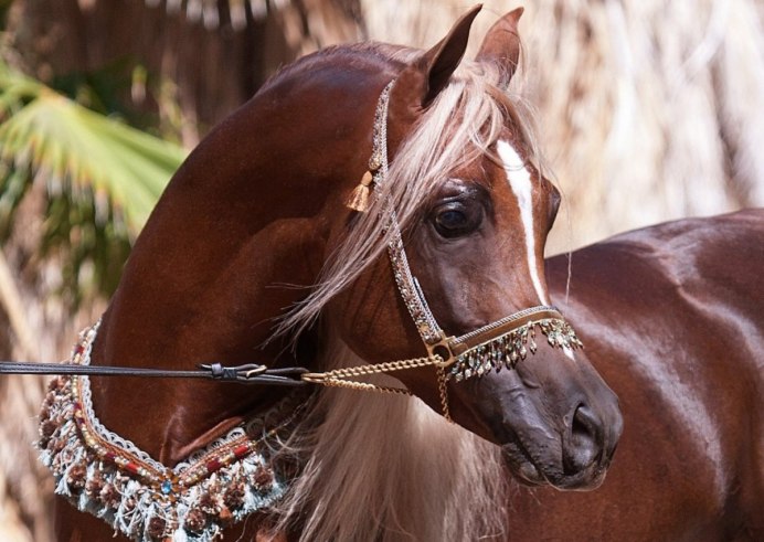 Ахалтекинец Янардаг