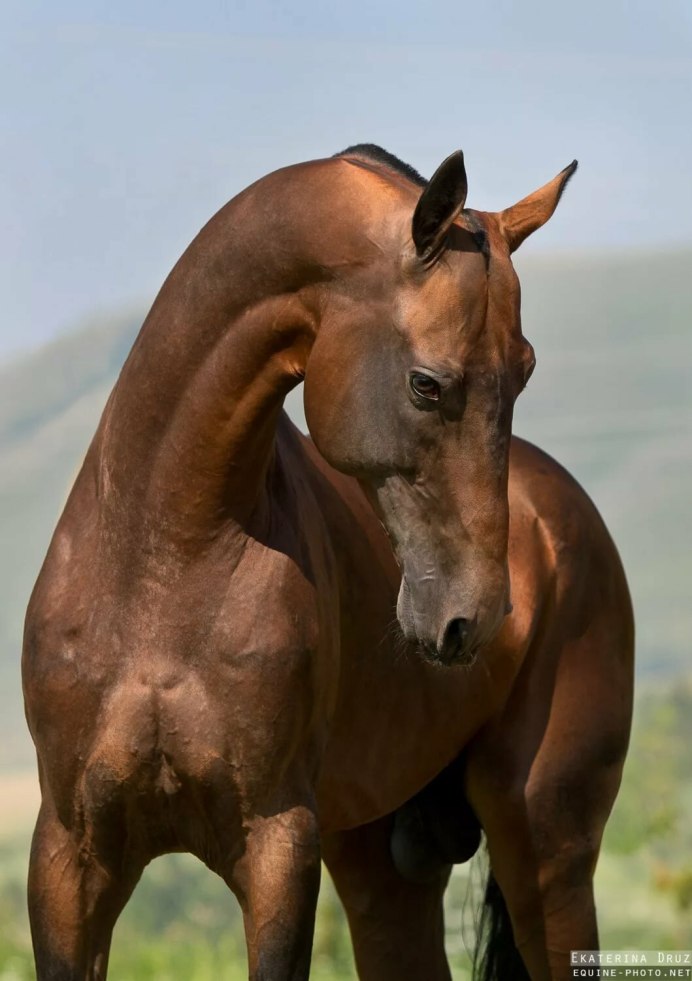 Пегий ахалтекинец