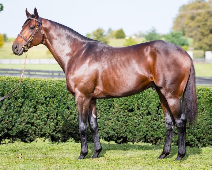 Абиссинская порода лошадей