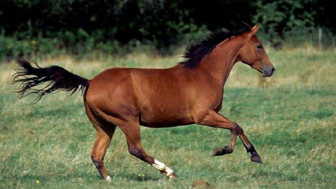 Лошадь Thoroughbred foal