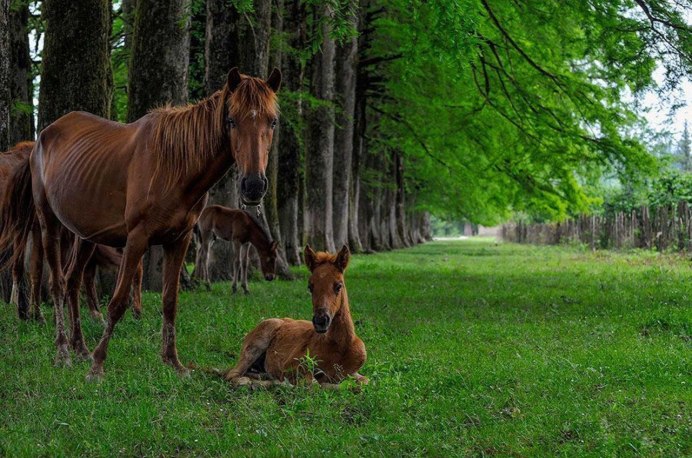 Piebald Horse