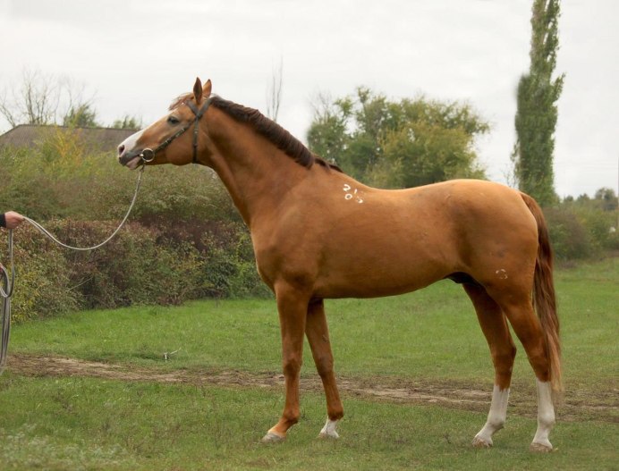 Фото лошадь в сь