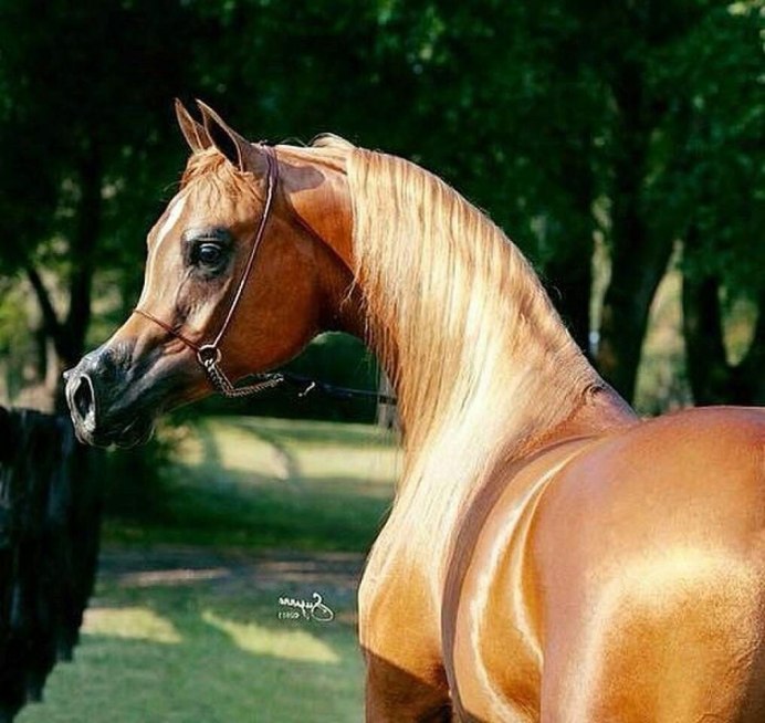 Арабские лошади в красивых позах