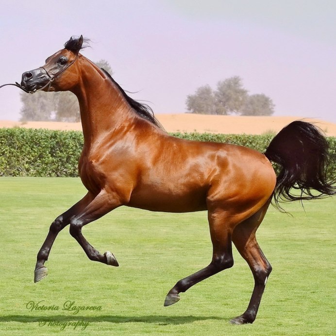 Кигер Мустанг гнедой