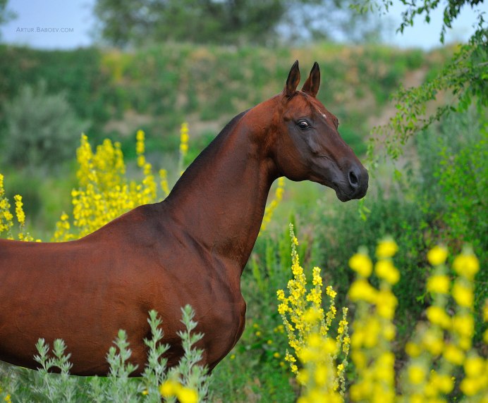 Ахалтекинская лошадь
