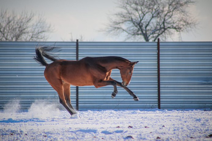 Караковый ахалтекинец