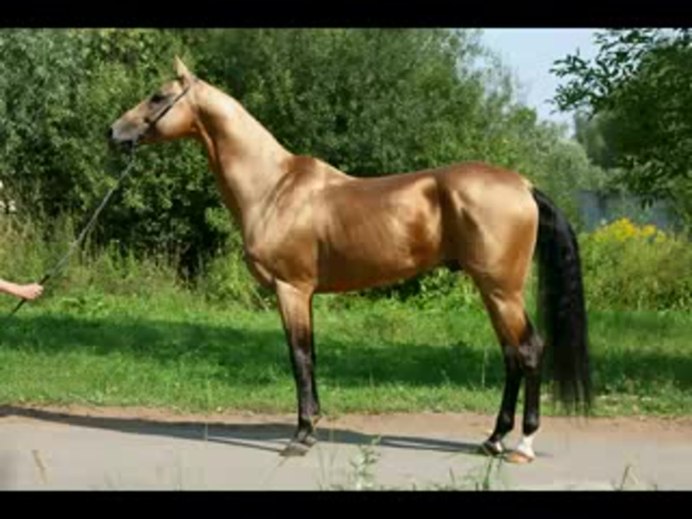 Ахалтекинец Изабелловая