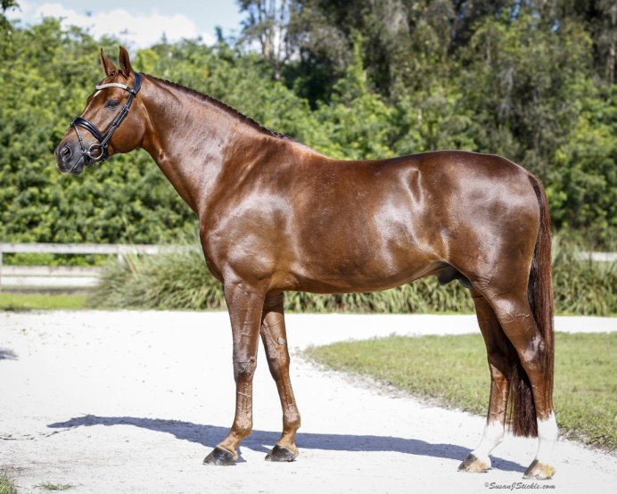 Жеребенок в поле