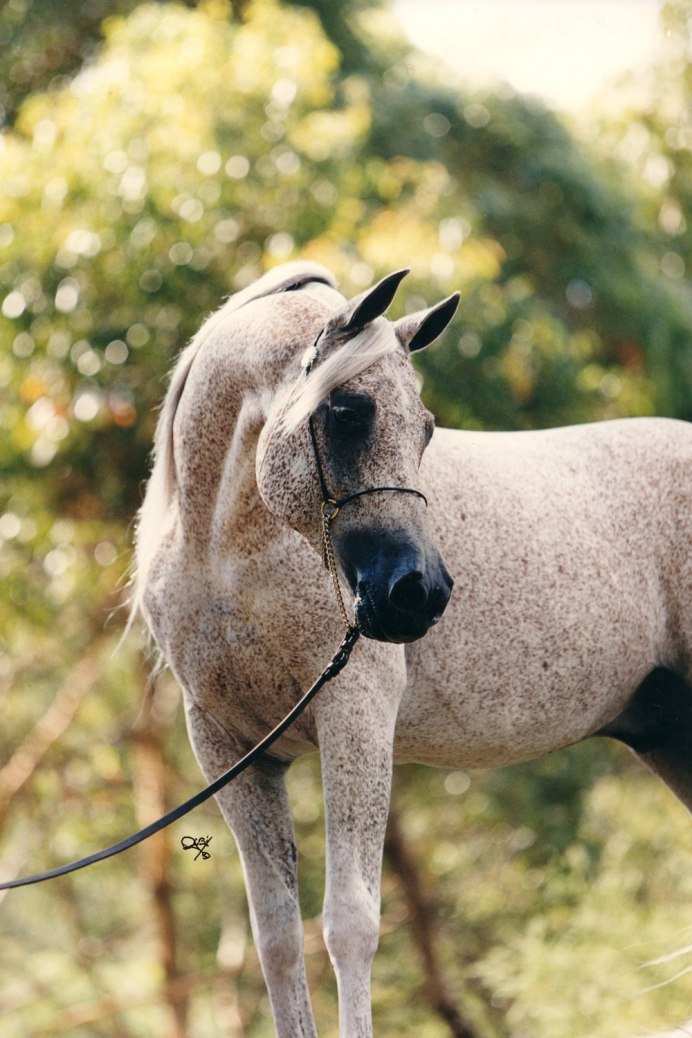 Абиссинская лошадь обои на телефон