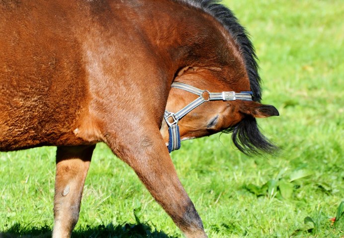 Жеребенок в профиль