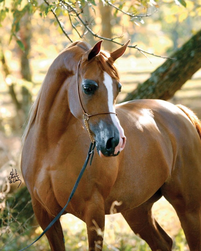 Хорс лошадь