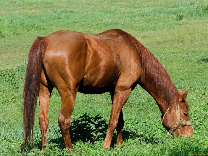 Арабская лошадь (арабский скакун)