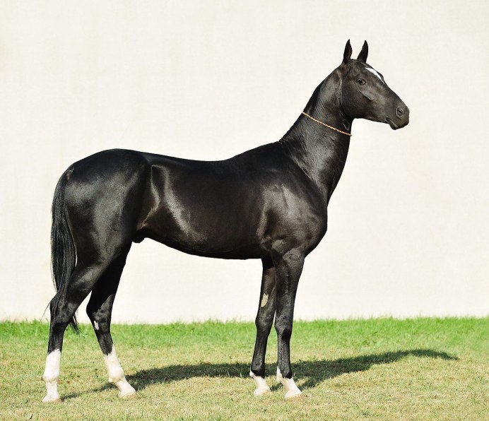 Выставка коней в Caspian