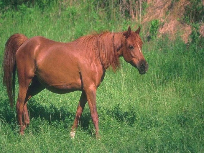 Рысак Орловский маслом