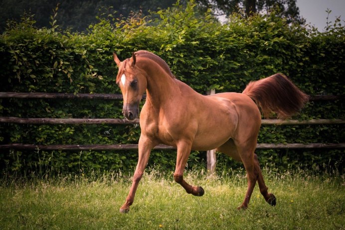 Дончаки конный завод Донской