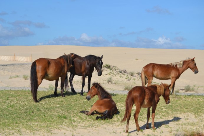 Жеребенок животное