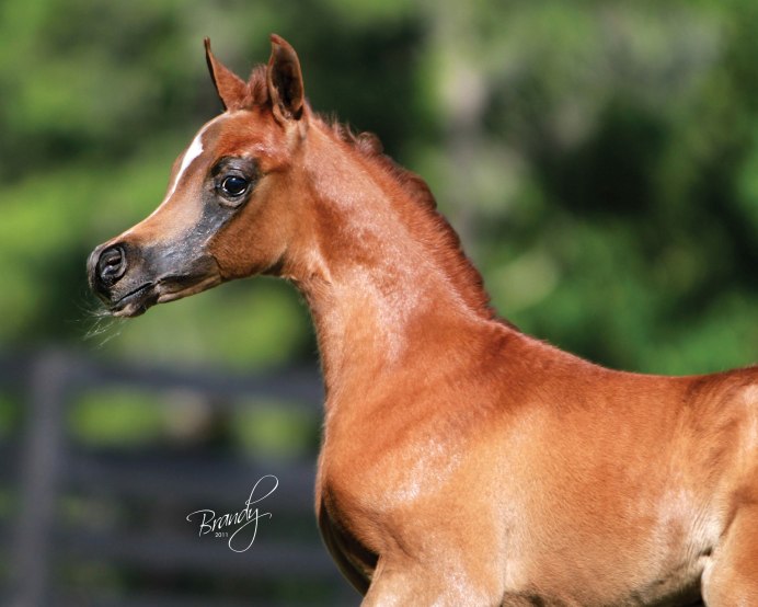 Кони пасутся