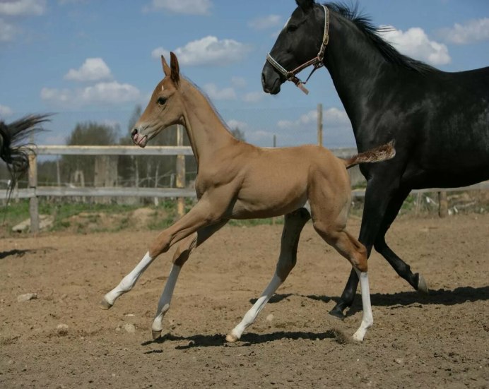 Лошади арабские скакуны жеребята