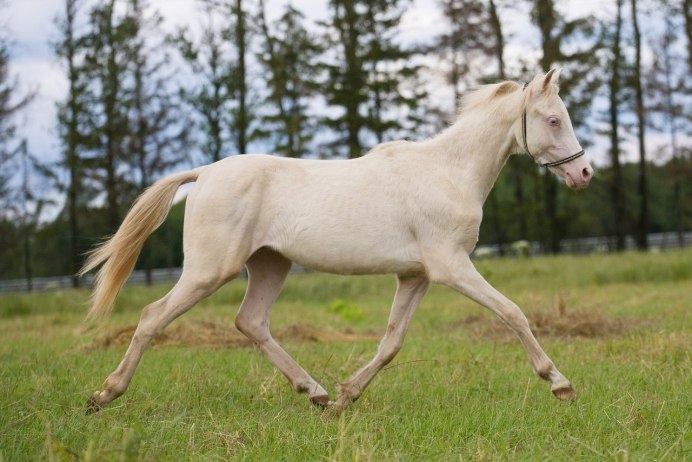 Арабская порода лошадей кохейлан