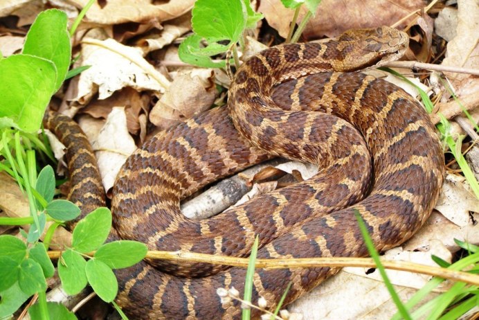 Gloydius intermedius