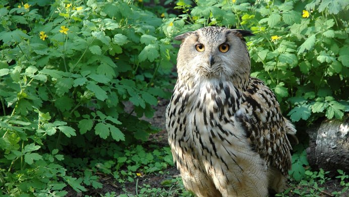 Филин обыкновенный (Bubo Bubo)