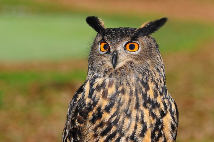 Европейский Филин (Bubo Bubo)