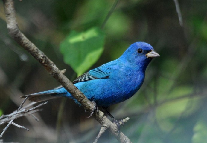 Птица голубого цвета