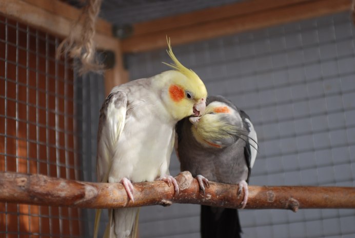 Корелла попугай амадины