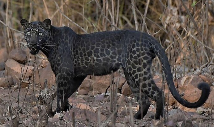 Гибрид ягуара и леопарда