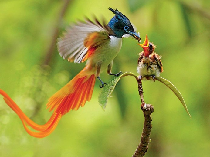 Paradisaea Rudolphi