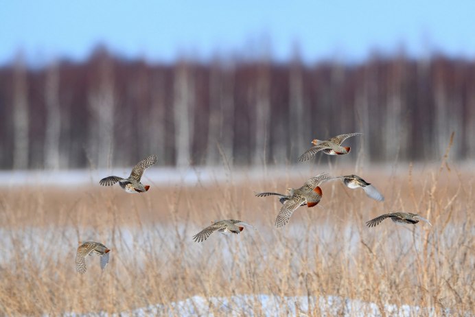 Белая куропатка (lagopus lagopus)