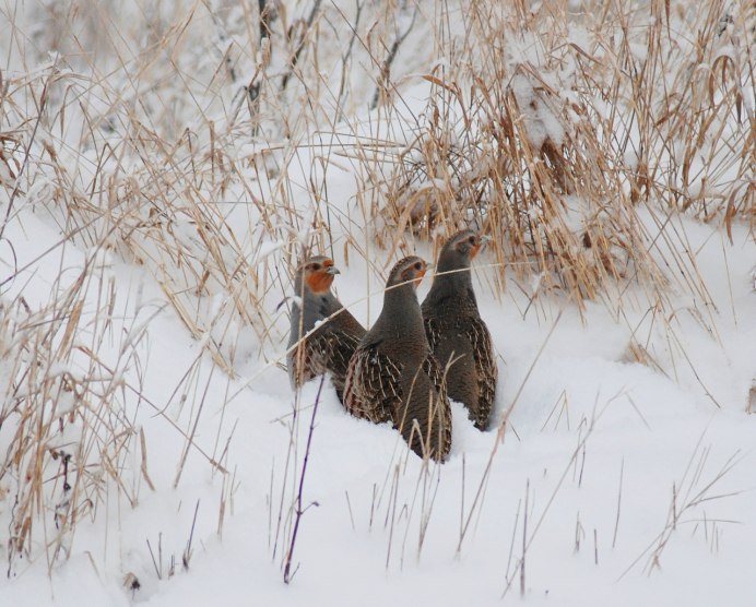 Болотная куропатка