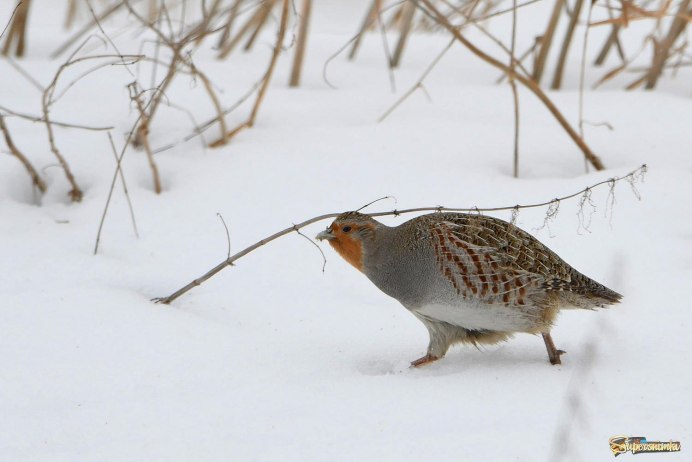 Белая куропатка болото
