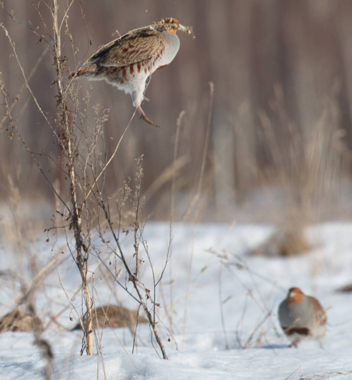Серая куропатка в Омской области