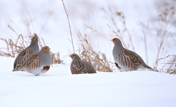 Степная куропатка