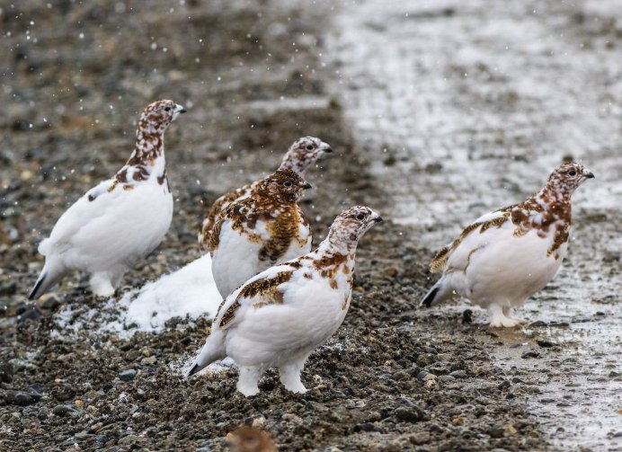 Серая куропатка (Perdix Perdix)